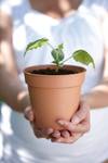 green basics pot de culture 15cm terre cuite doux